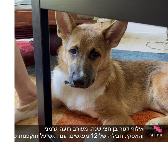 כלב שוכב על שטיח צבעוני מתחת לשולחן